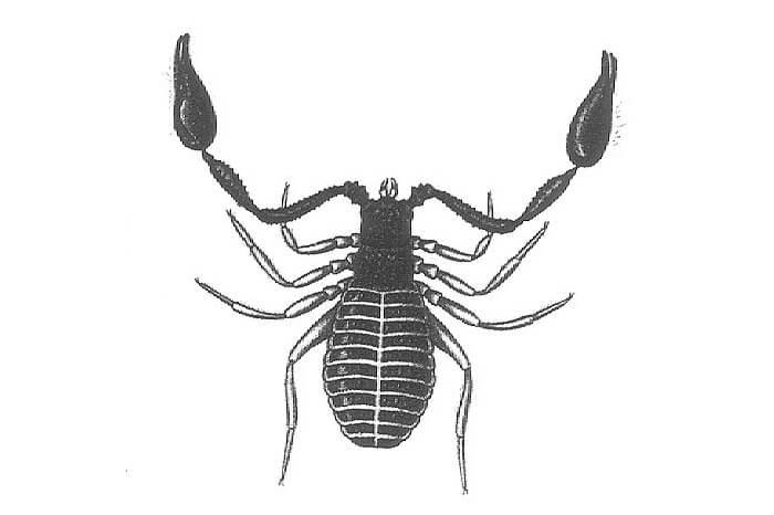 Arachnida abrahzacarita